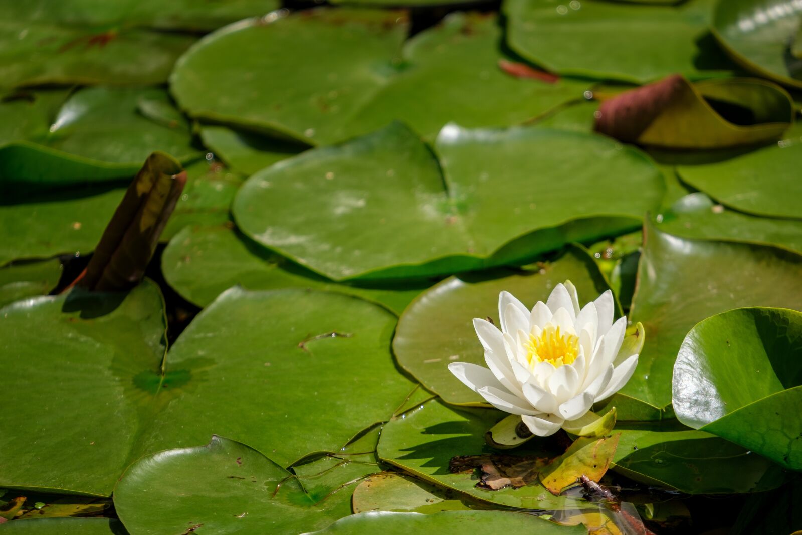 Fujifilm X-T2 + Fujifilm XF 55-200mm F3.5-4.8 R LM OIS sample photo. Water lily, nuphar lutea photography