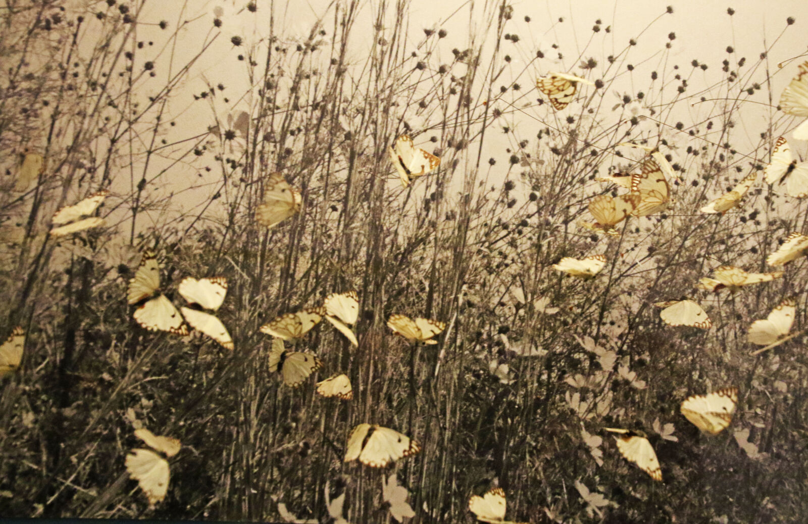 Canon EOS 7D Mark II sample photo. Animals, background, butterflies, field photography