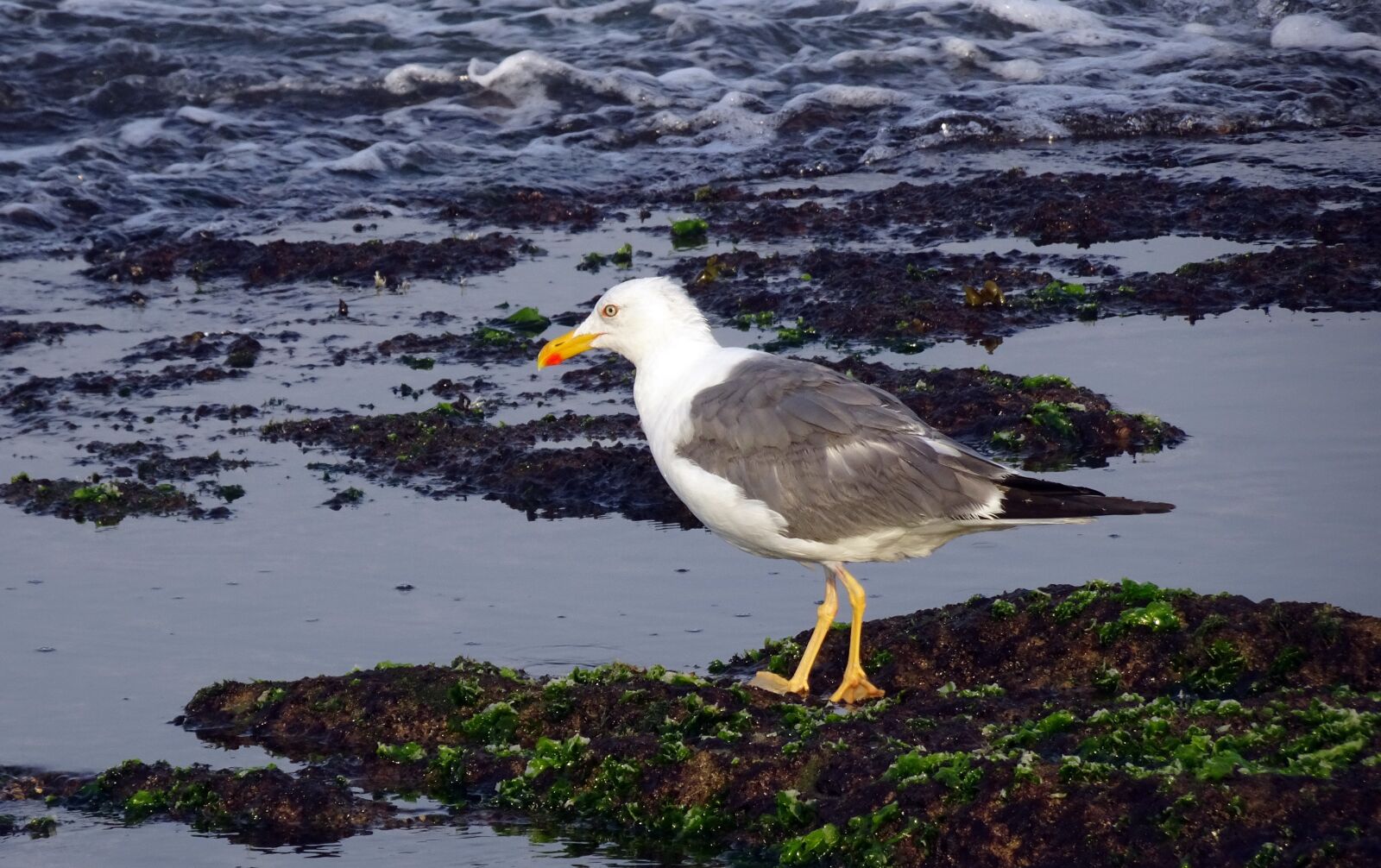 Sony Cyber-shot DSC-HX90V sample photo. Gull, bird, seagull photography