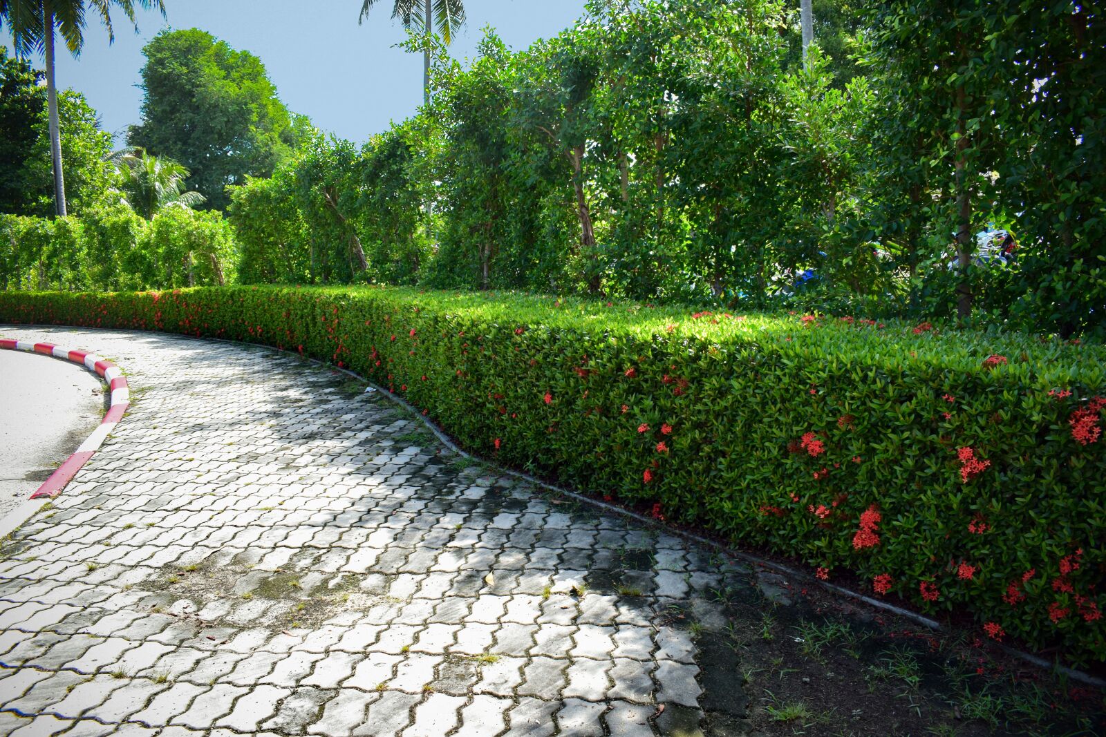 Nikon D5300 sample photo. Thailand, alley, trees photography