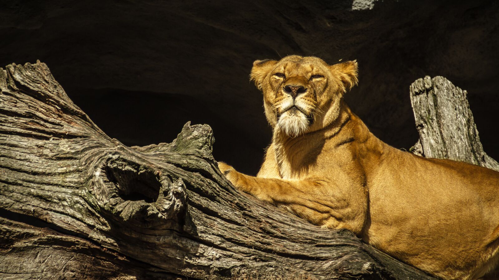 Canon EOS 7D sample photo. Panthera leo, lion, lioness photography