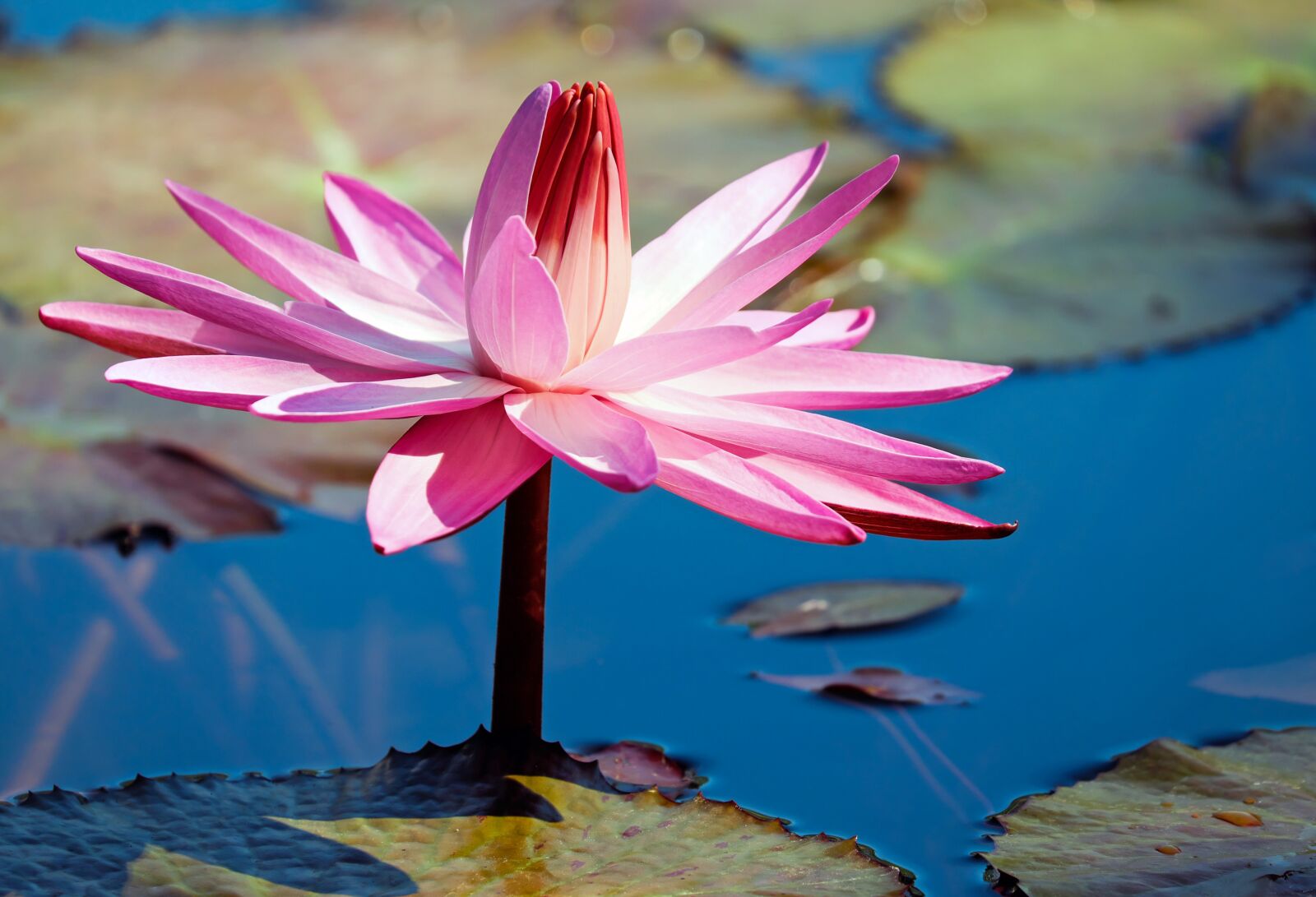 Fujifilm X-T10 + Fujifilm XC 50-230mm F4.5-6.7 OIS sample photo. Water lily, flower, aquatic photography