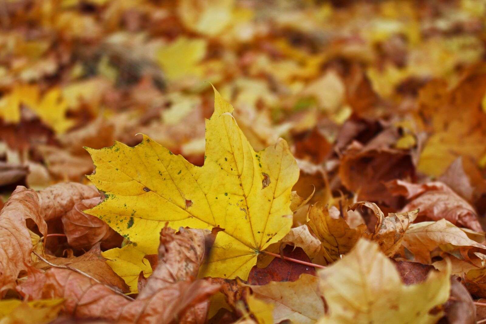 Canon EOS 700D (EOS Rebel T5i / EOS Kiss X7i) sample photo. Fall foliage, maple leaf photography