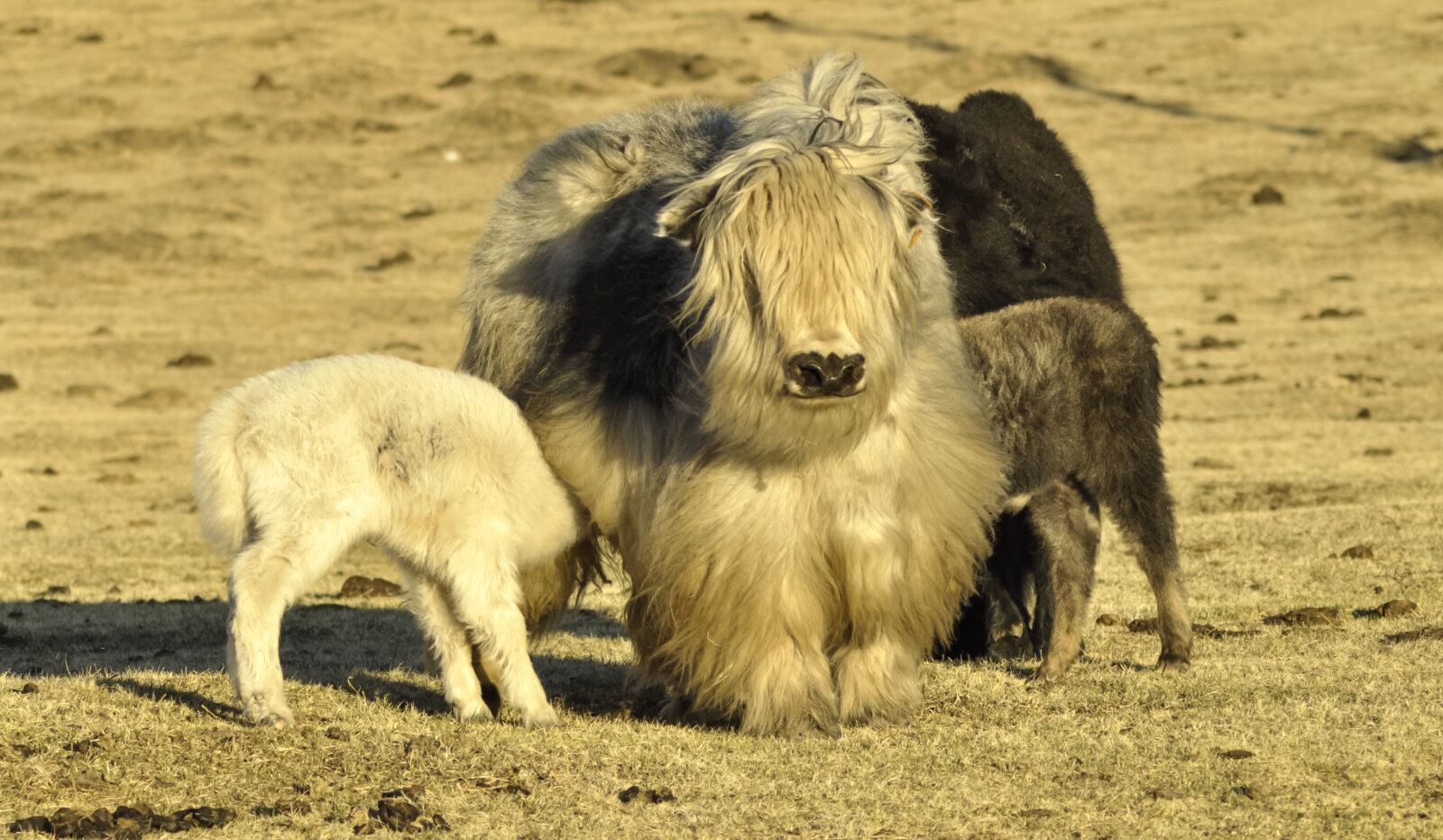 Nikon D90 sample photo. Yak, yak cub, baby photography