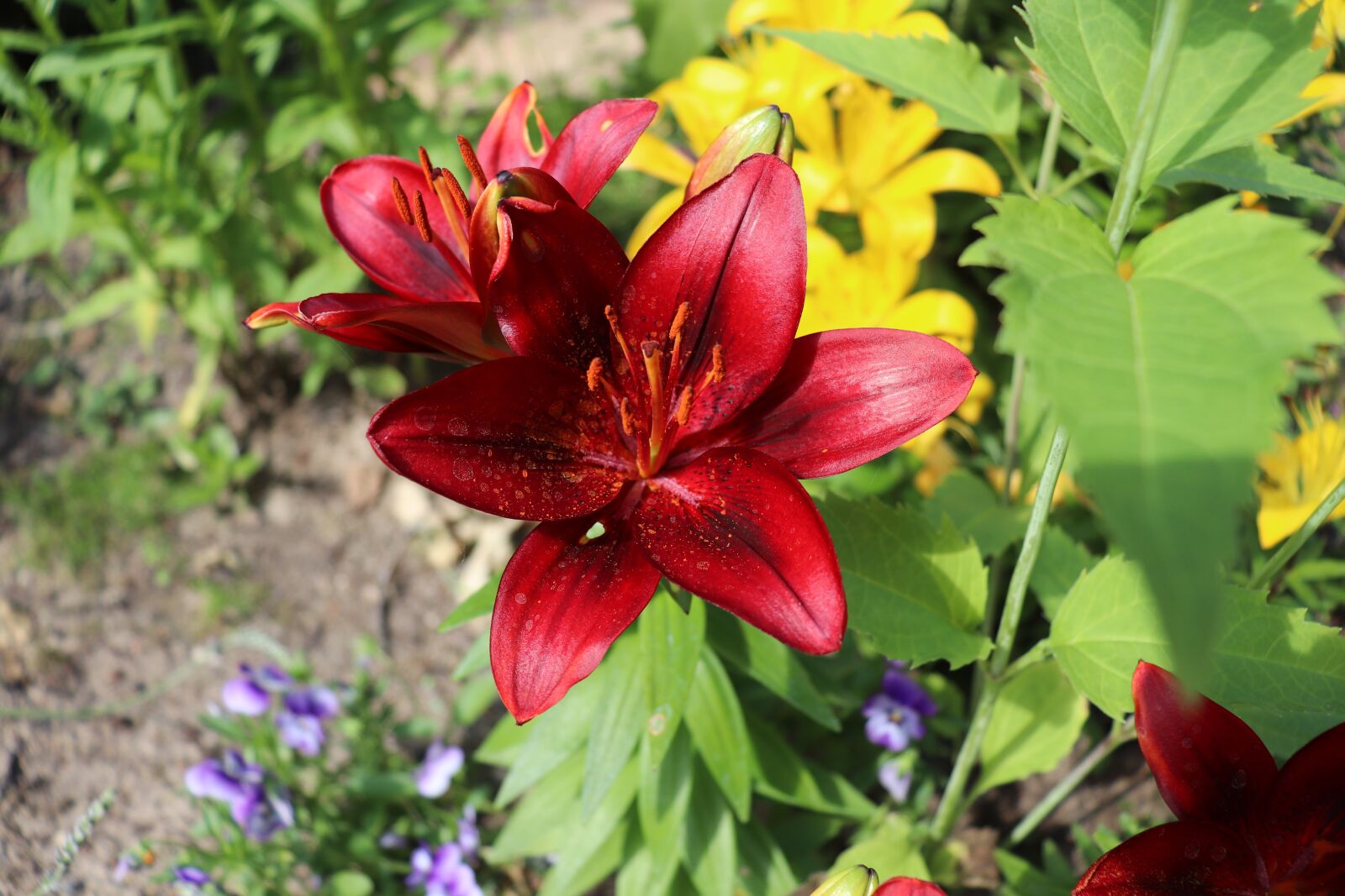 Canon EOS 200D (EOS Rebel SL2 / EOS Kiss X9) sample photo. Lily, red, bed photography