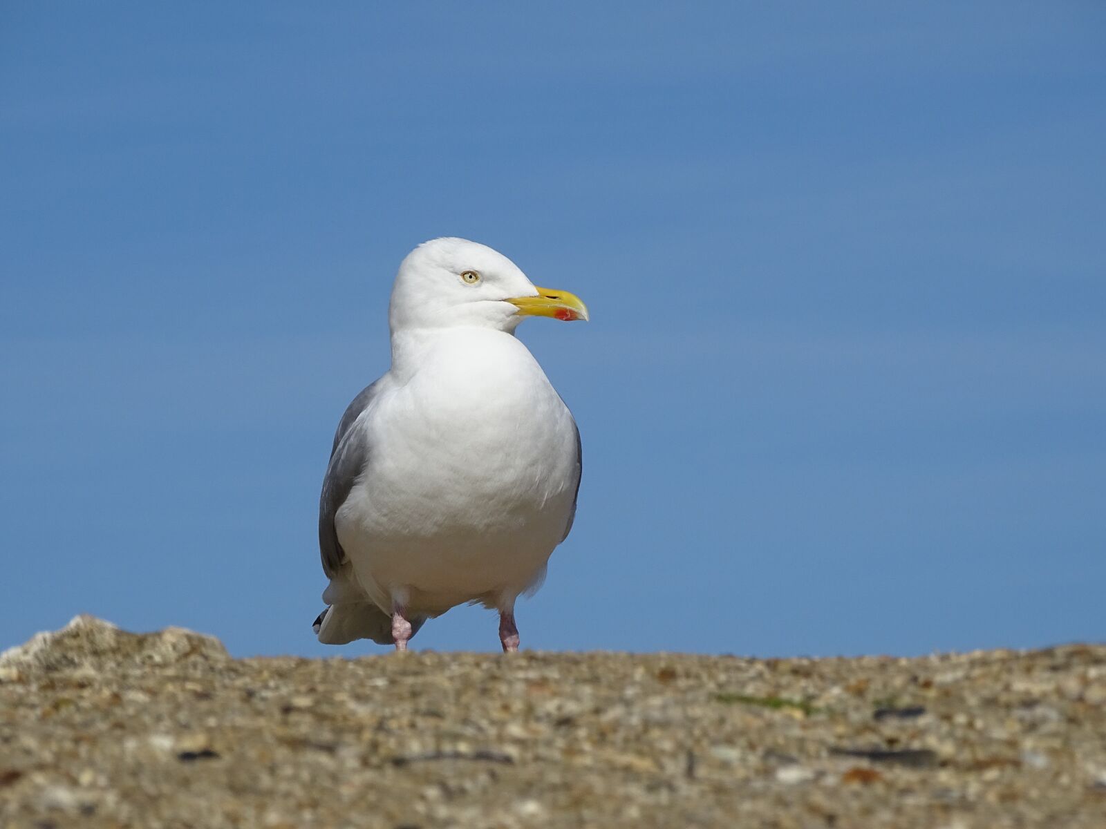 Sony Cyber-shot DSC-HX400V sample photo. Seagull, bird, sea bird photography