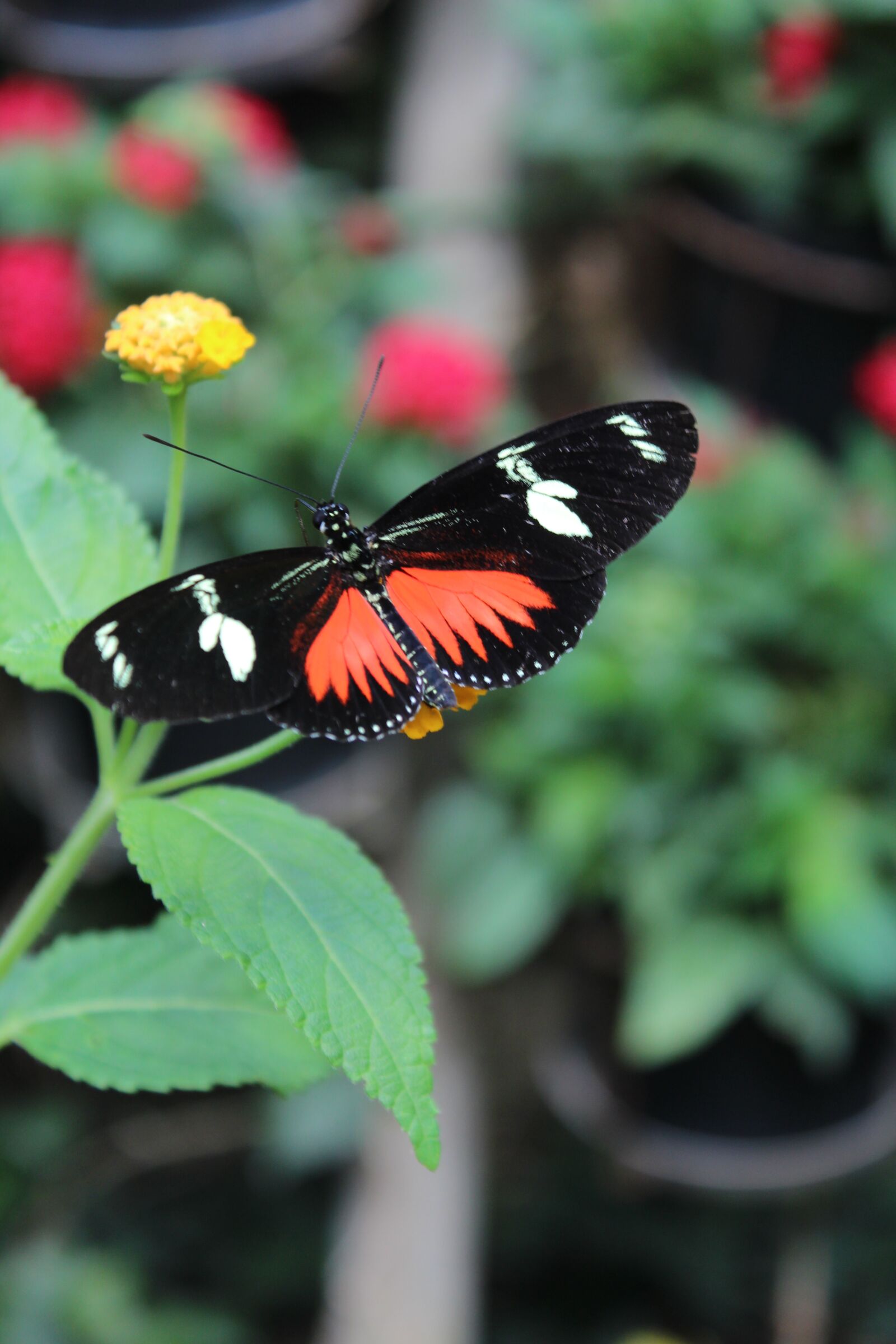 Canon EOS 1200D (EOS Rebel T5 / EOS Kiss X70 / EOS Hi) sample photo. Flower, butterfly, nature photography