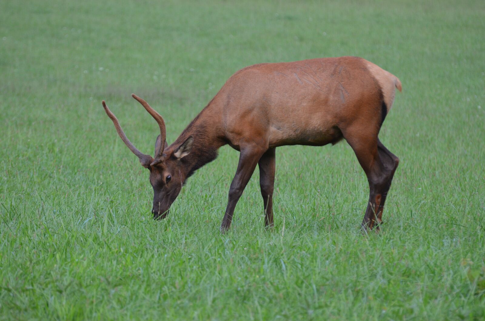 Nikon D5100 sample photo. Momentum bull, momentum, mammal photography