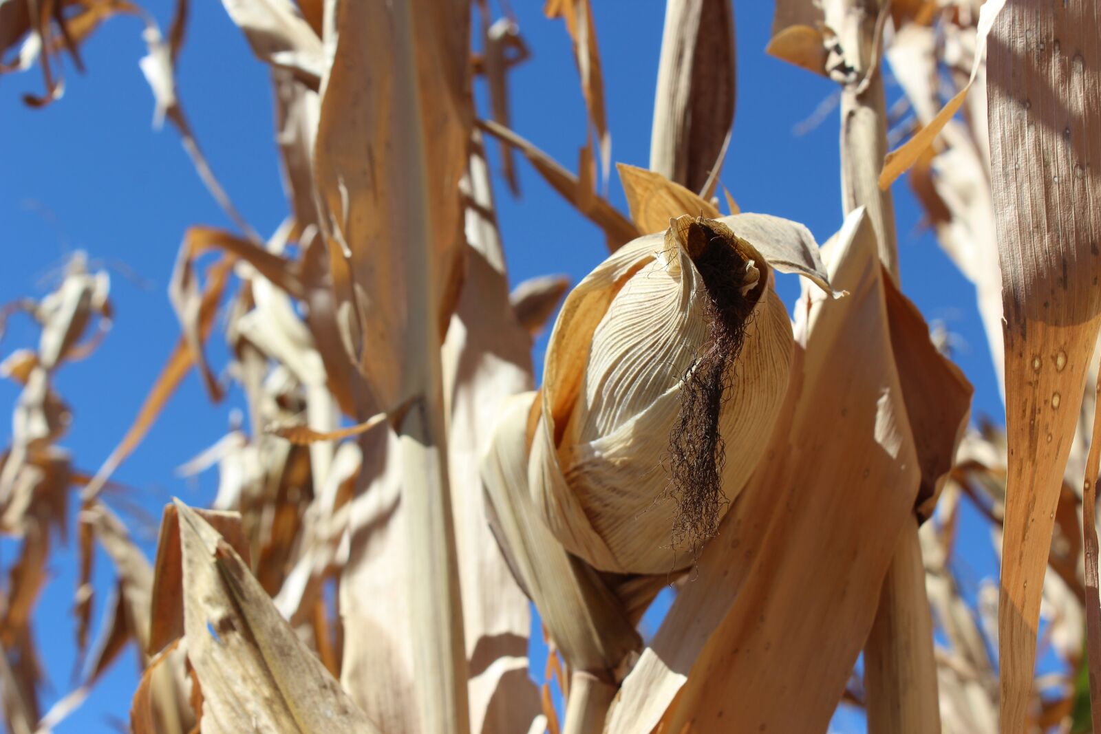 Canon EOS 1200D (EOS Rebel T5 / EOS Kiss X70 / EOS Hi) sample photo. Cultivation, corn, production photography