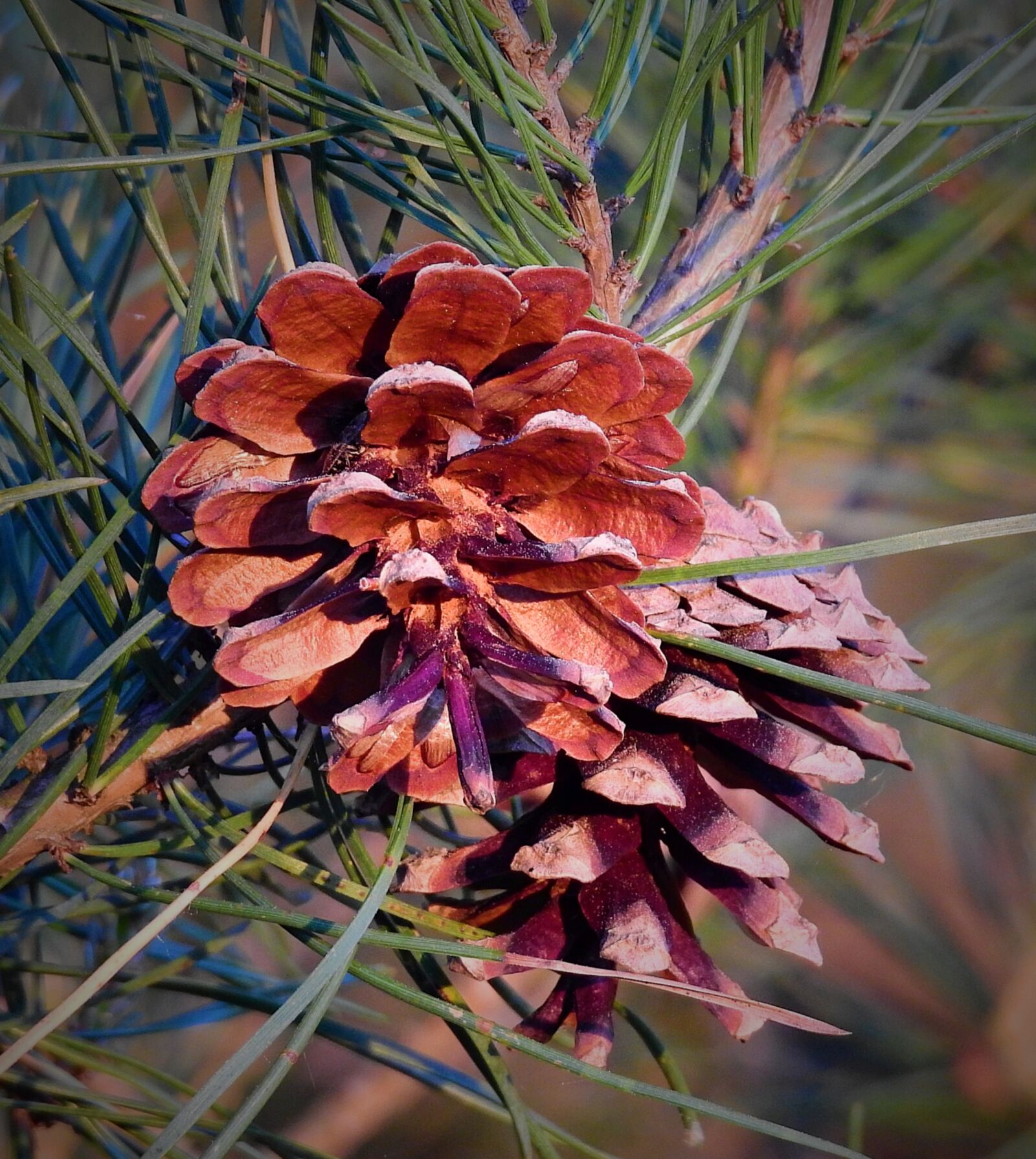 Nikon Coolpix P900 sample photo. Cones, closeup, nature photography