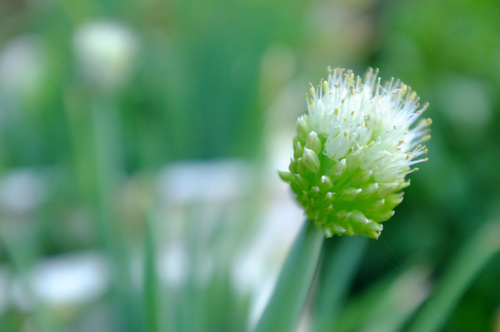Fujifilm FinePix X100 sample photo. Flower, green, fresh photography