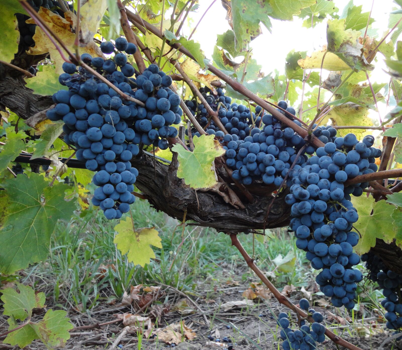 Sony Cyber-shot DSC-W570 sample photo. Grape, grapes, vine photography