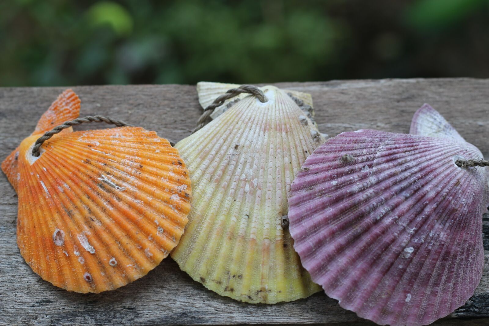Canon EOS 60D + Canon EF 50mm F1.8 II sample photo. Nature, summer, shell photography