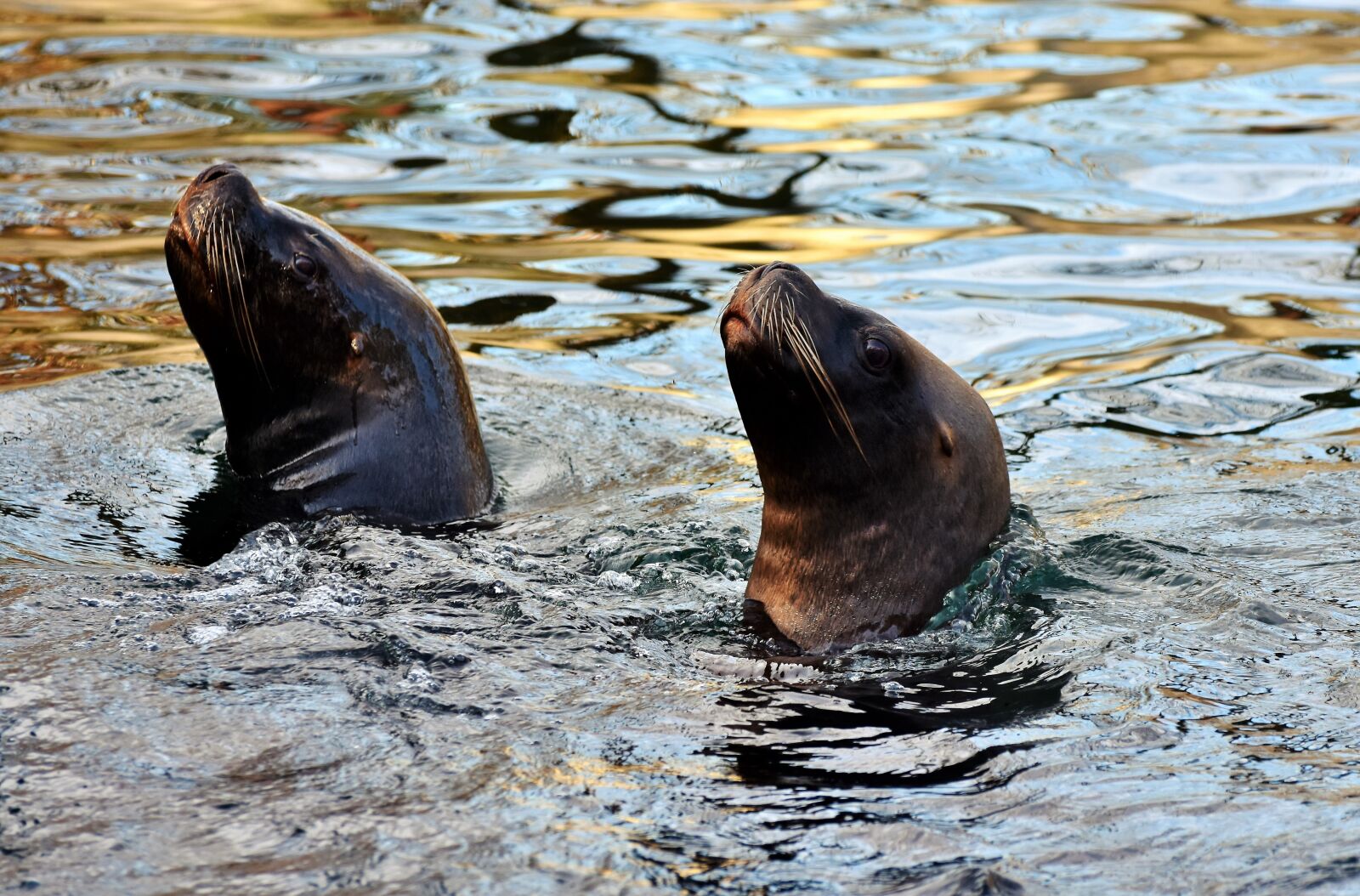Nikon D7200 sample photo. Seal, sea lion, robbe photography