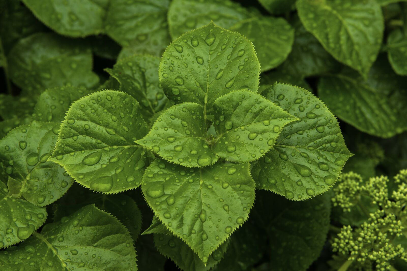 Nikon D800 sample photo. Leaves, foliage, green leaves photography
