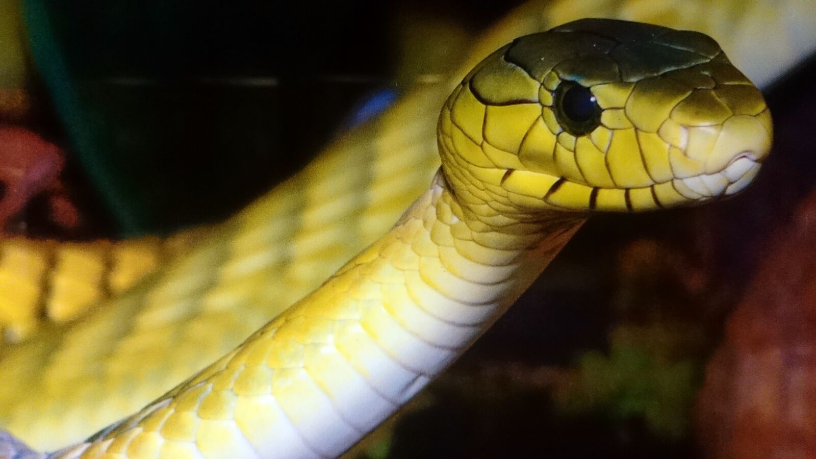 Sony Xperia Z2 sample photo. Snake, green, yellow photography