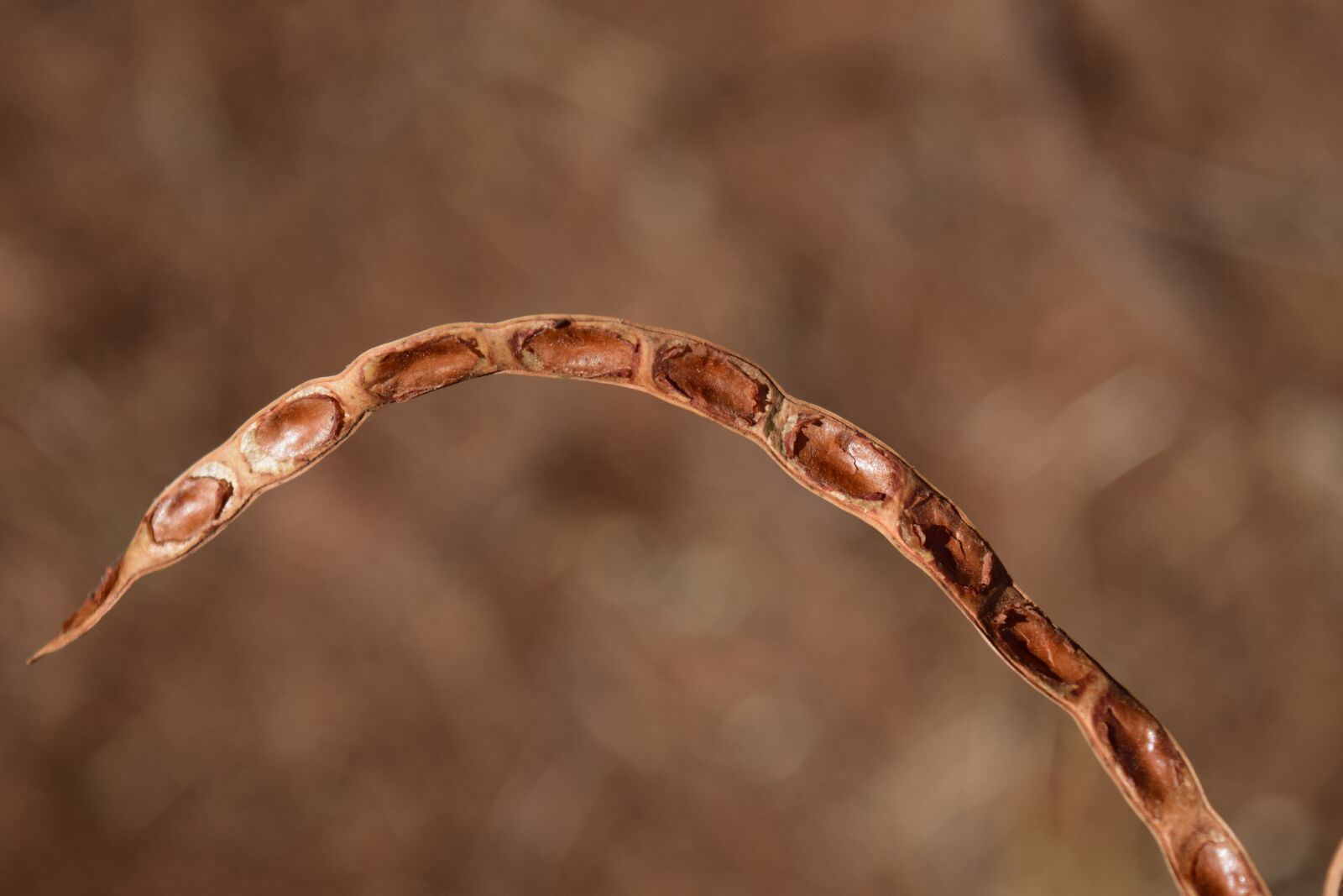 Nikon D3300 sample photo. Seeds, dry, nature photography