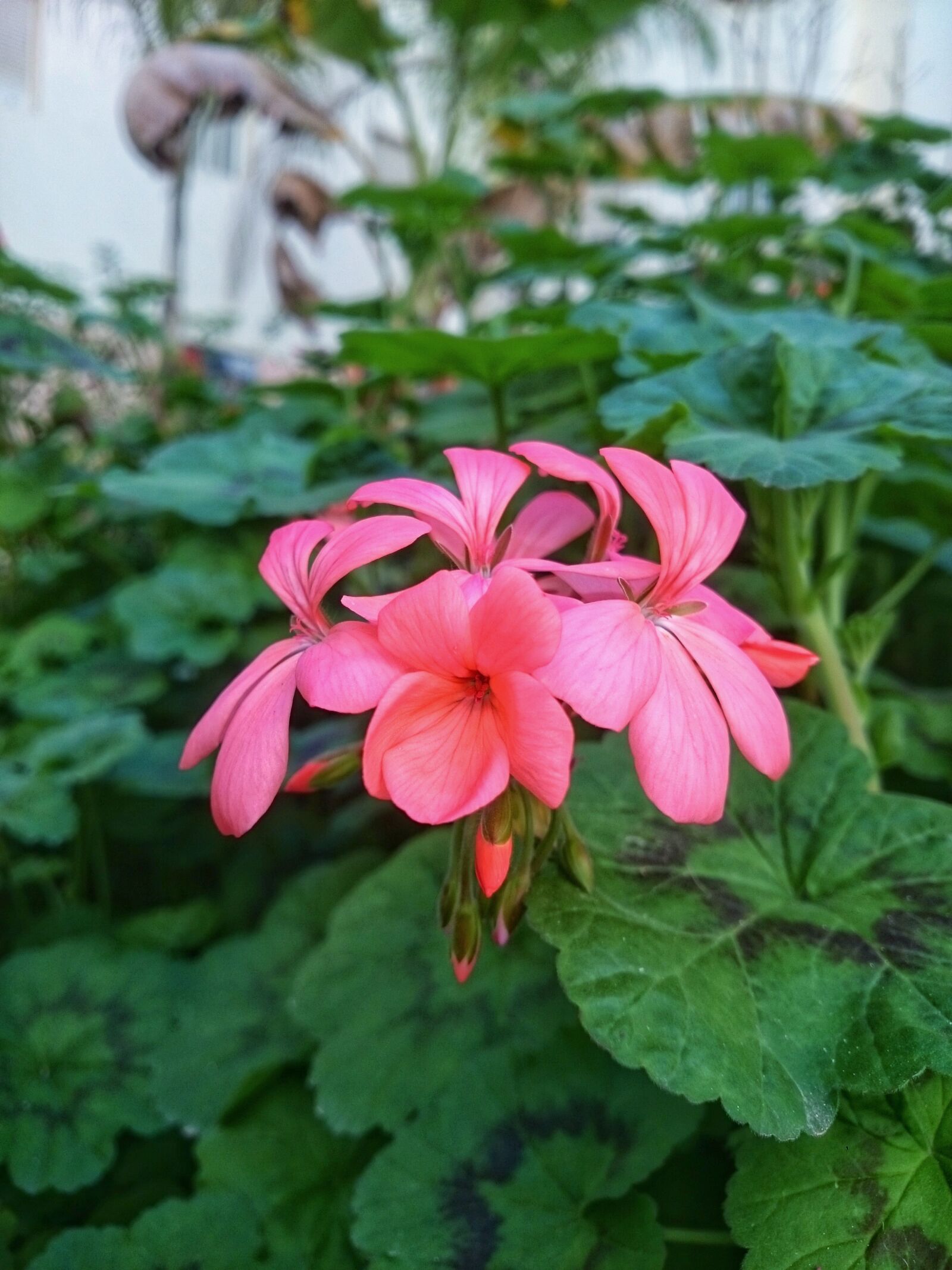 Sony Xperia Z1 sample photo. Plant, flower, nature photography