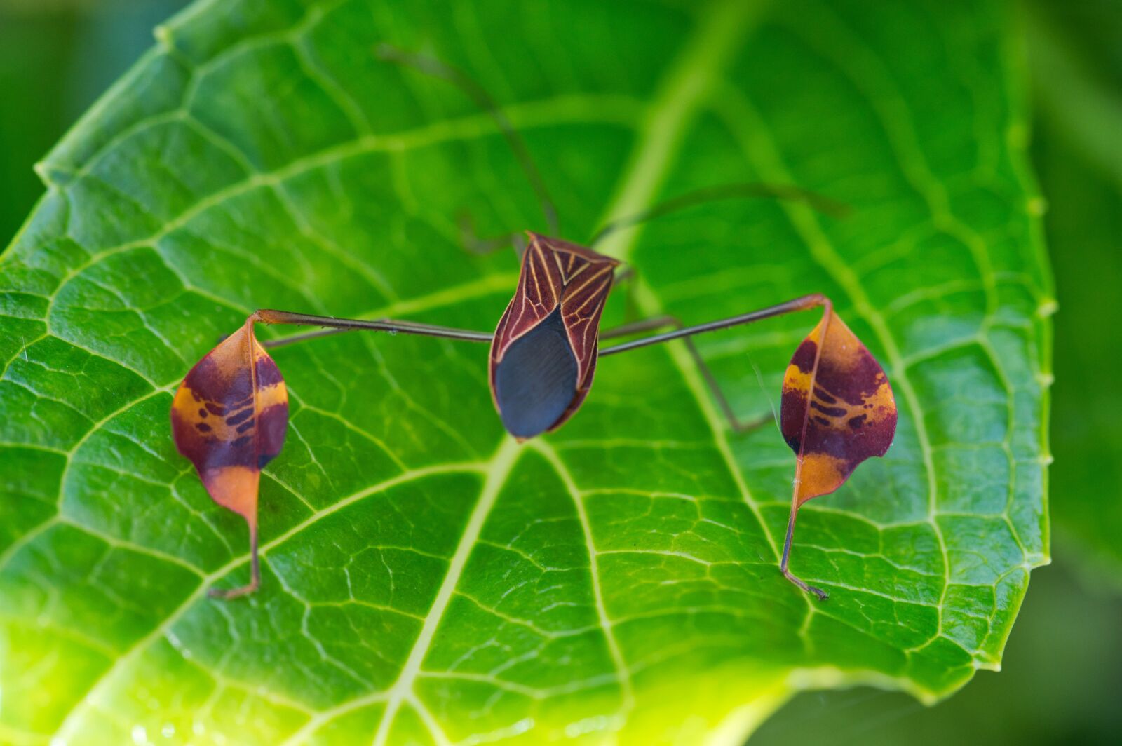 Nikon D3200 sample photo. Costa rica, insect, fauna photography