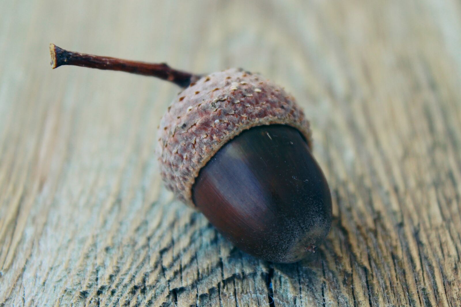 Canon EOS 1200D (EOS Rebel T5 / EOS Kiss X70 / EOS Hi) sample photo. Acorn, autumn, nature photography