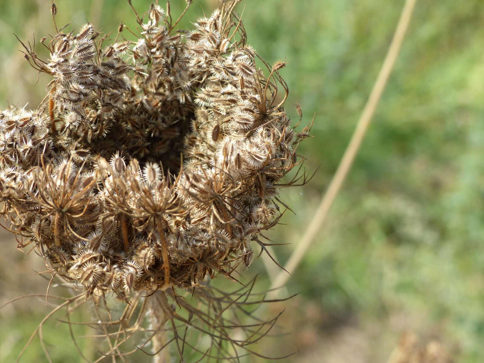 Panasonic Lumix DMC-FZ200 sample photo. Nature, autumn, grass photography