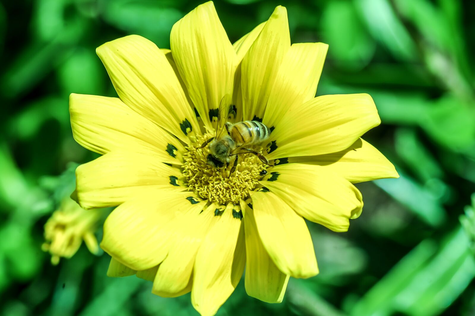 Nikon D700 sample photo. Flower, yellow, bees photography