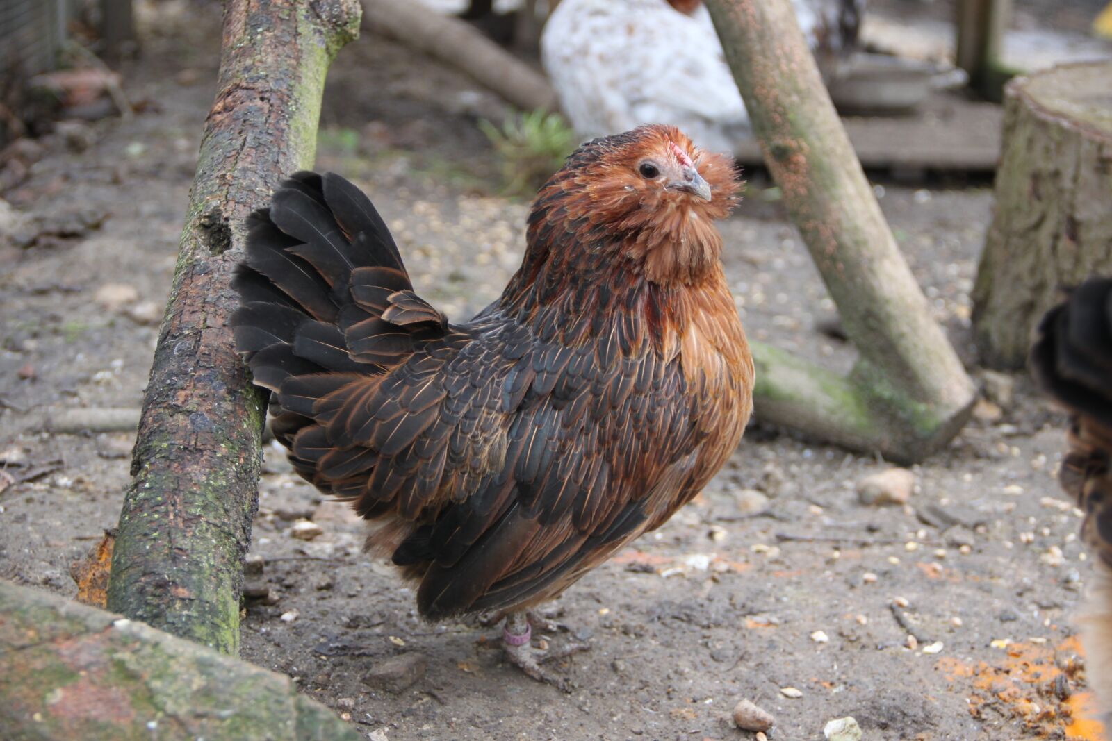 Canon EOS 500D (EOS Rebel T1i / EOS Kiss X3) sample photo. Chicken, hen, free range photography