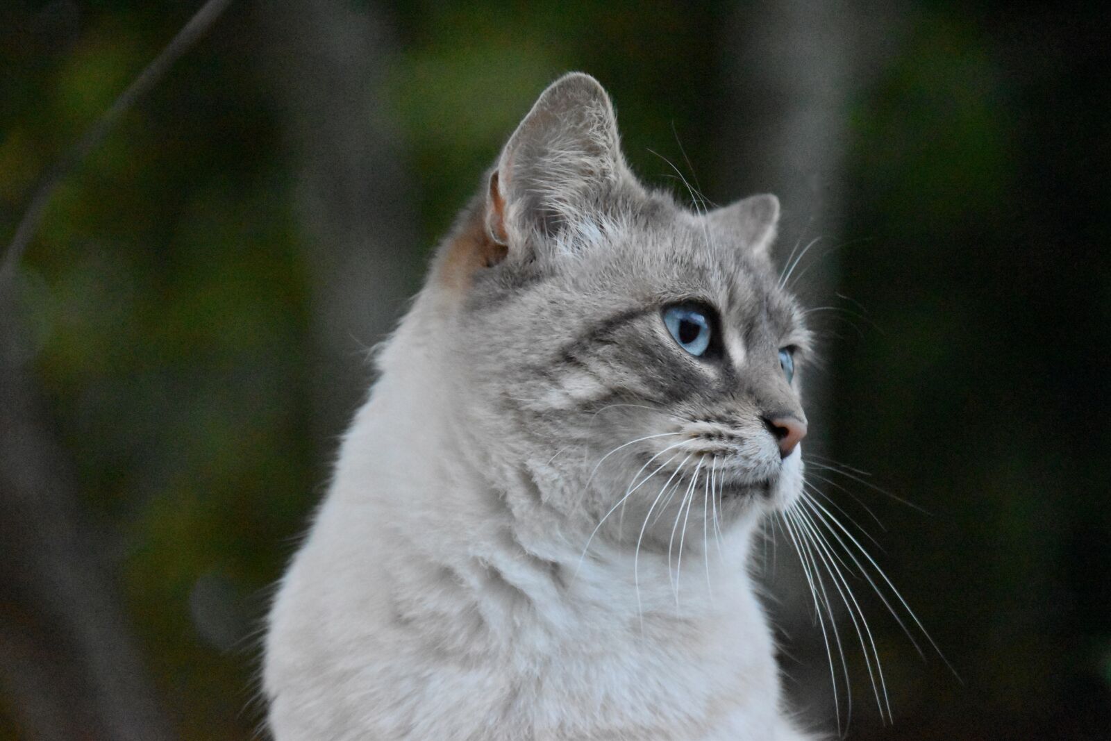 Nikon D5600 sample photo. Cat, whiskers, alley cat photography