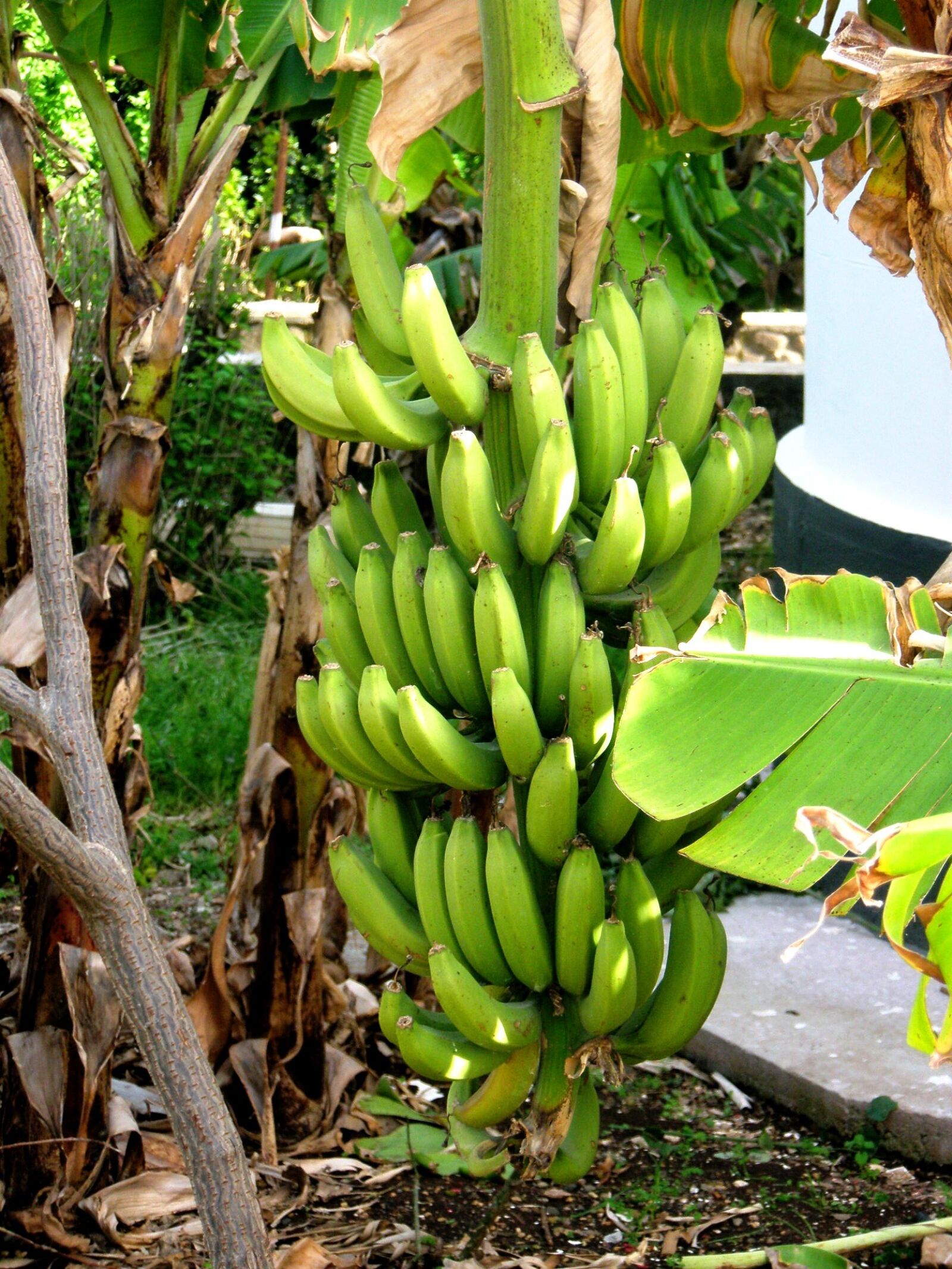 Olympus u820,S820 sample photo. Bananas, plants, palm trees photography