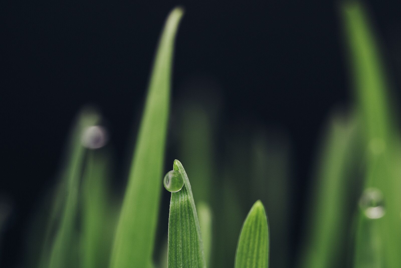 Canon EOS 750D (EOS Rebel T6i / EOS Kiss X8i) sample photo. Dew, grass, water photography