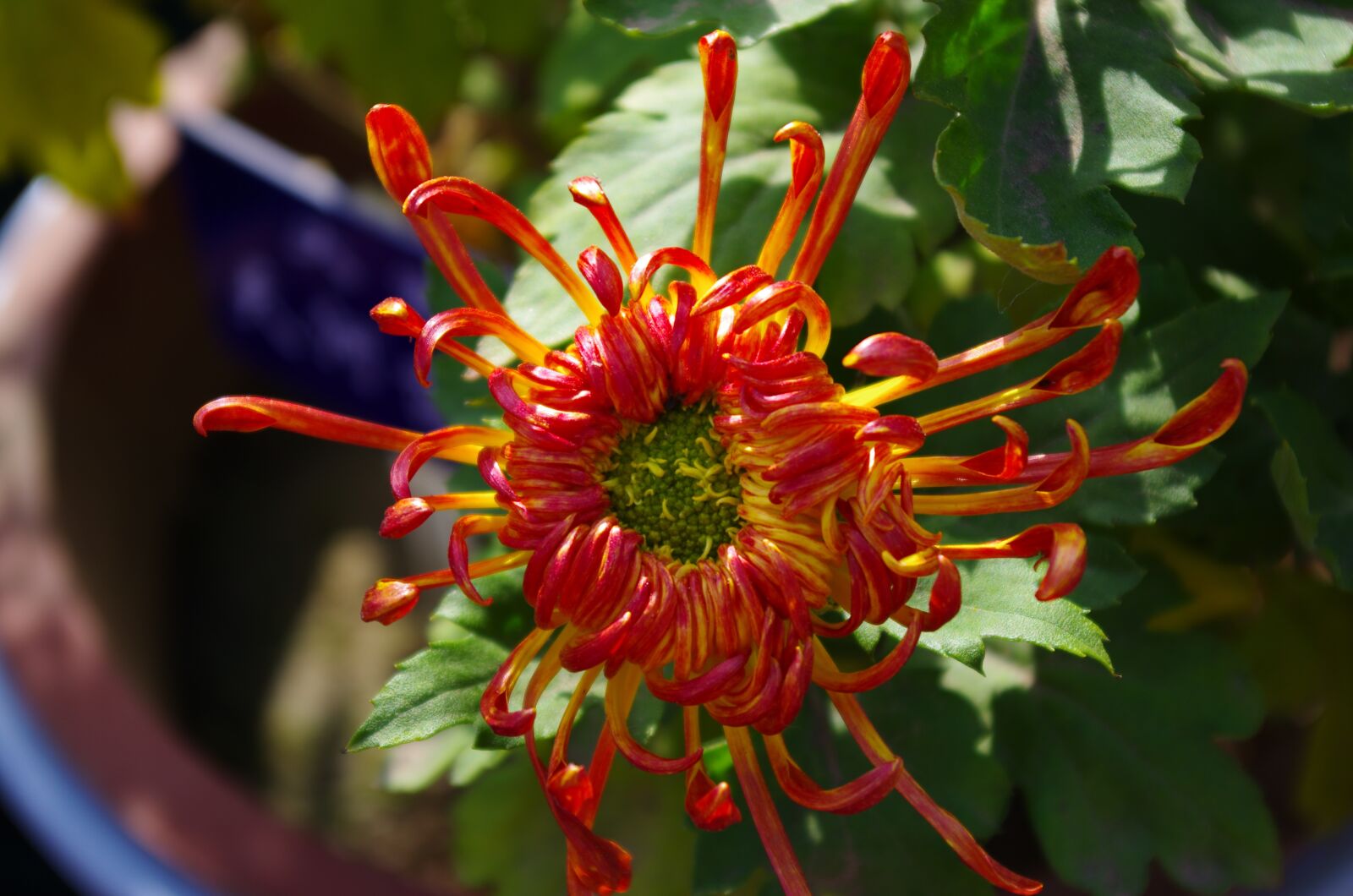 Pentax K-5 sample photo. Chrysanthemum, autumn chrysanthemum, daisy 4 photography