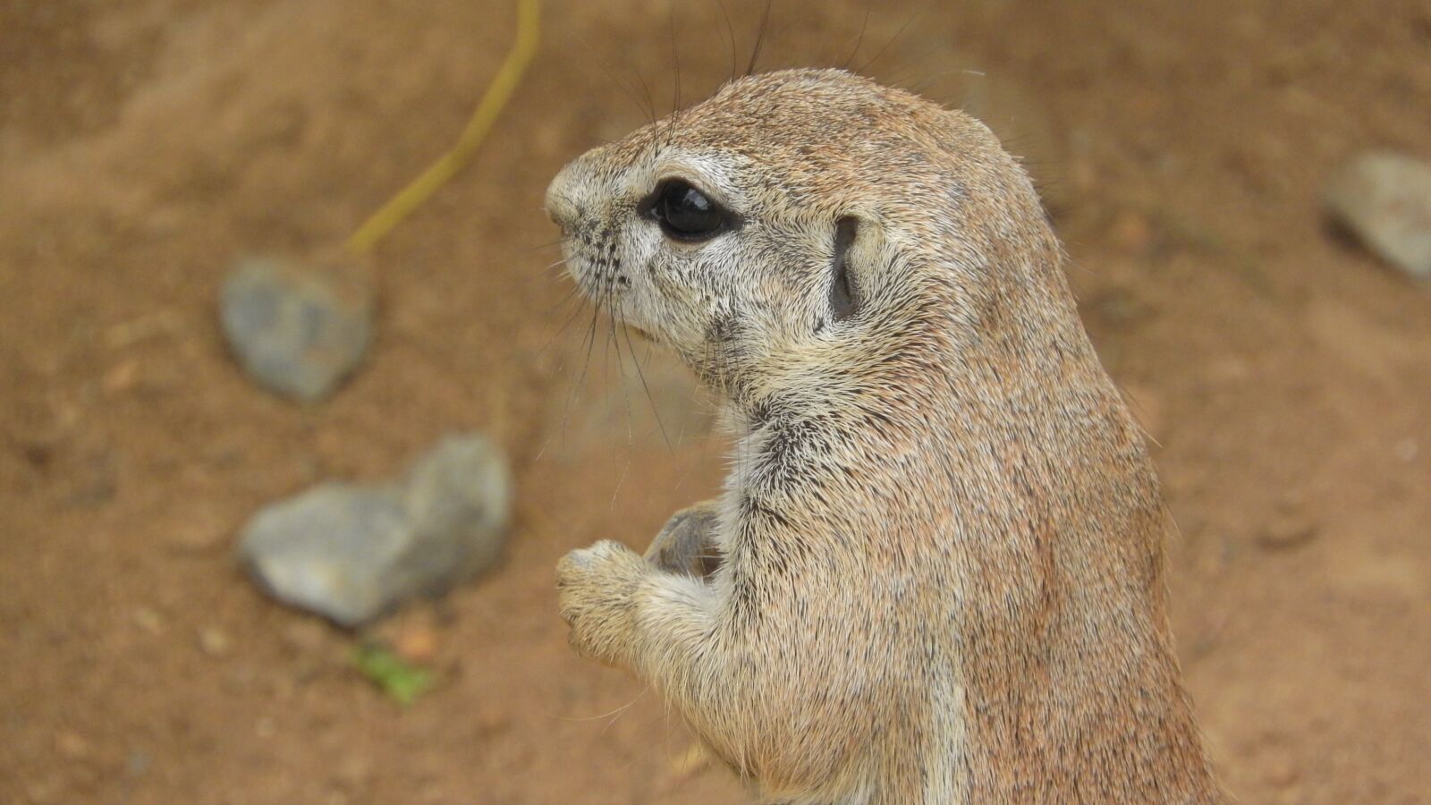 Nikon Coolpix P610 sample photo. Ground squirrel, the african photography
