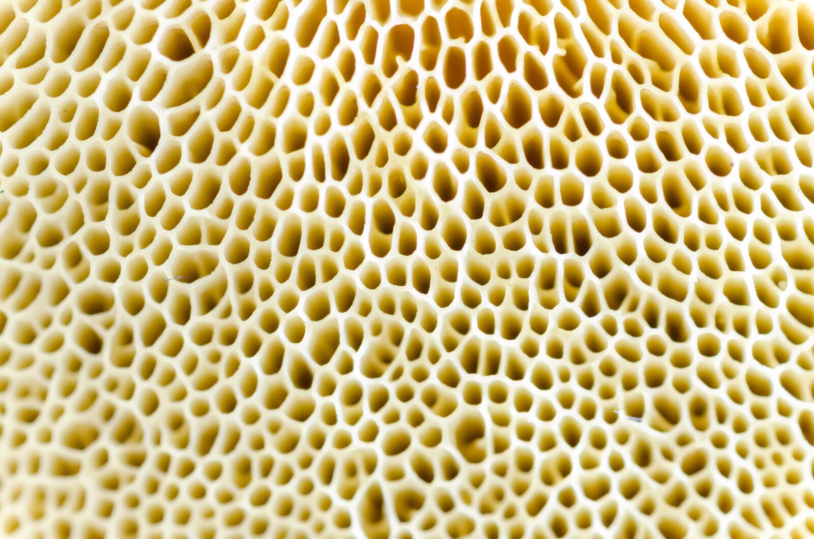 Nikon D5100 sample photo. Macro, mushroom, natural photography