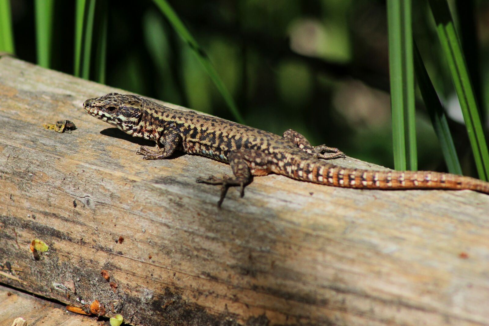 Canon EOS 600D (Rebel EOS T3i / EOS Kiss X5) sample photo. Lizard, animals, reptile photography
