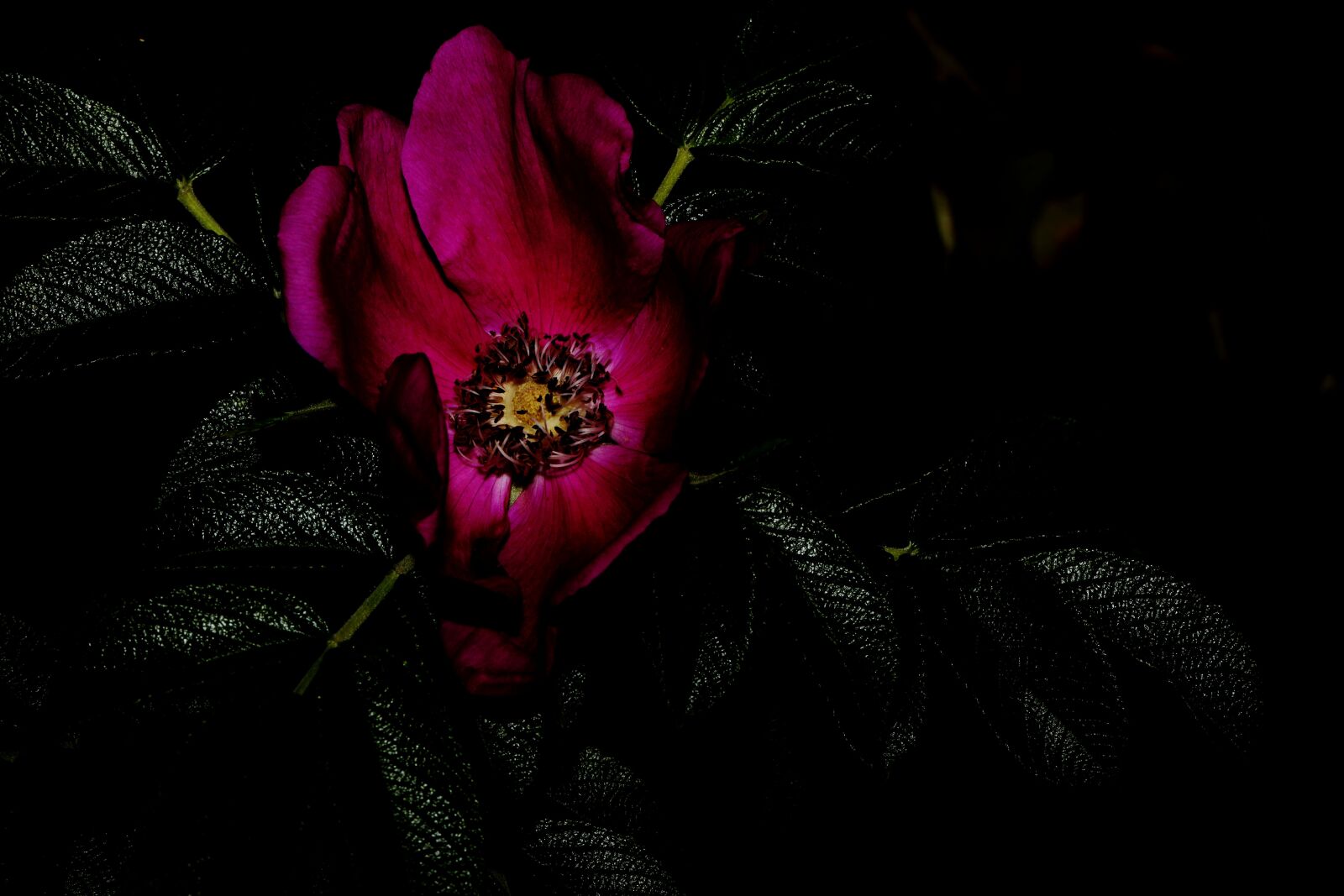 Canon EF 100mm F2.8L Macro IS USM sample photo. Rose-hip, flower, bloom photography