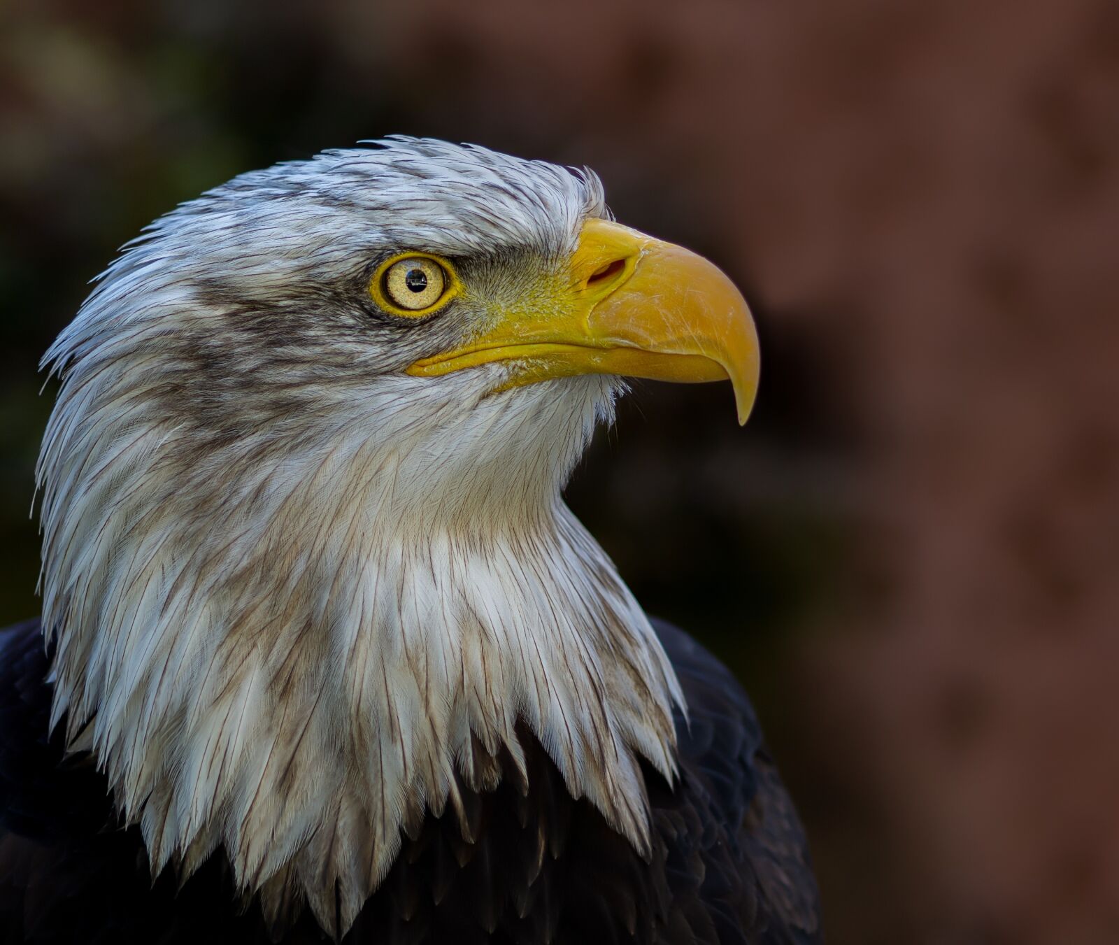 Sony SLT-A55 (SLT-A55V) sample photo. Adler, white head, bird photography