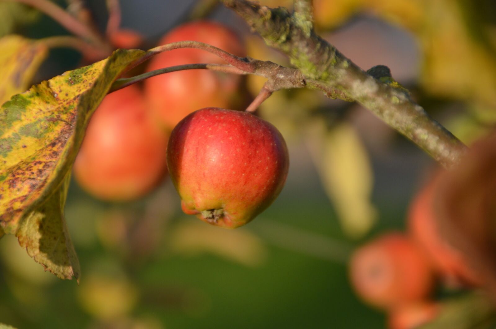 Nikon D3200 sample photo. Apple, fruit, vitamins photography