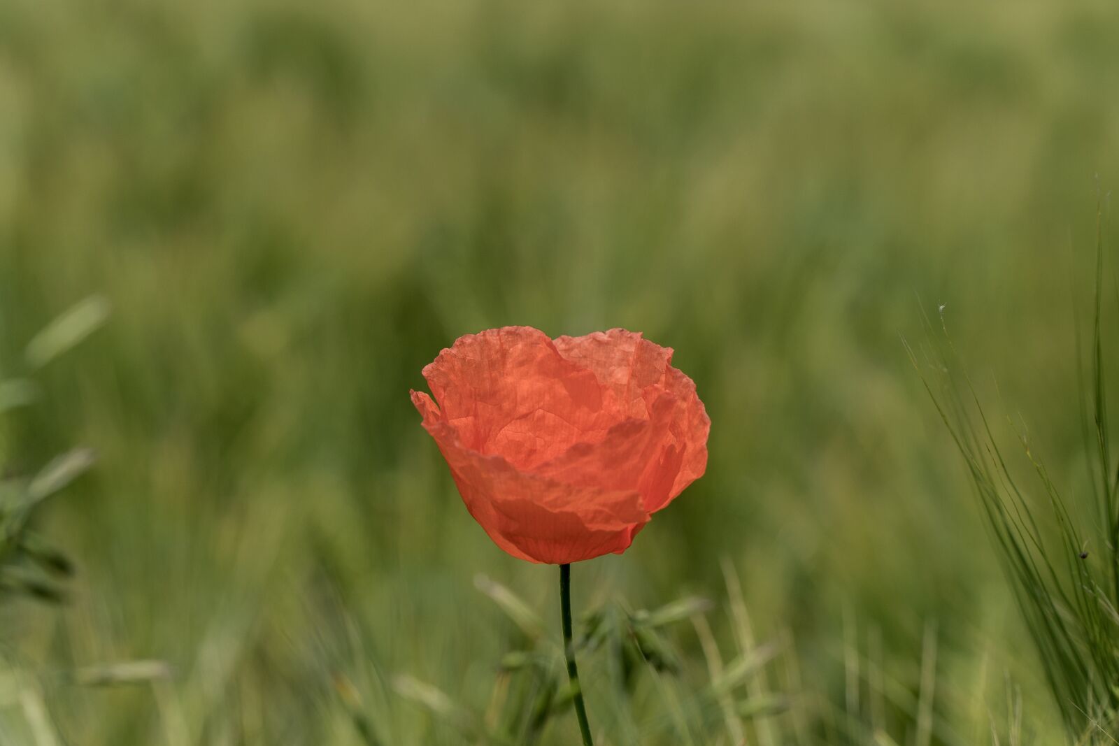 Sony a6300 + Sony E PZ 18-105mm F4 G OSS sample photo. Poppy, green, poppy flower photography