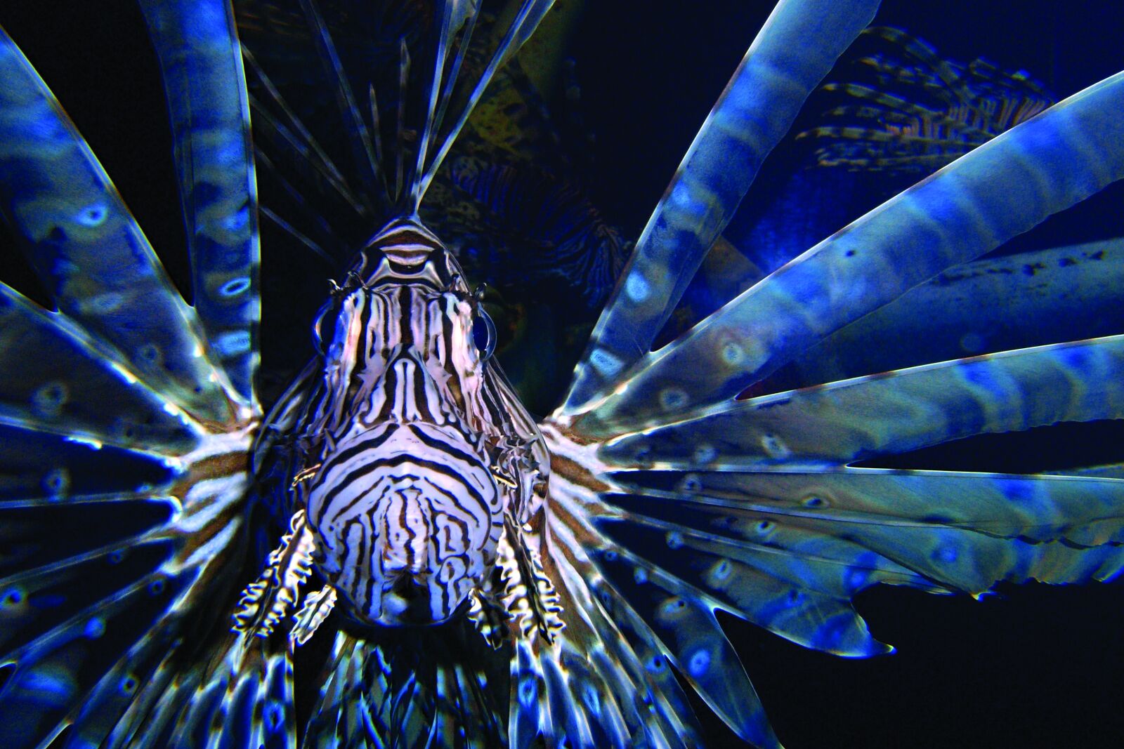 Ricoh Caplio R5 sample photo. Fish, tiger fish, tiger photography