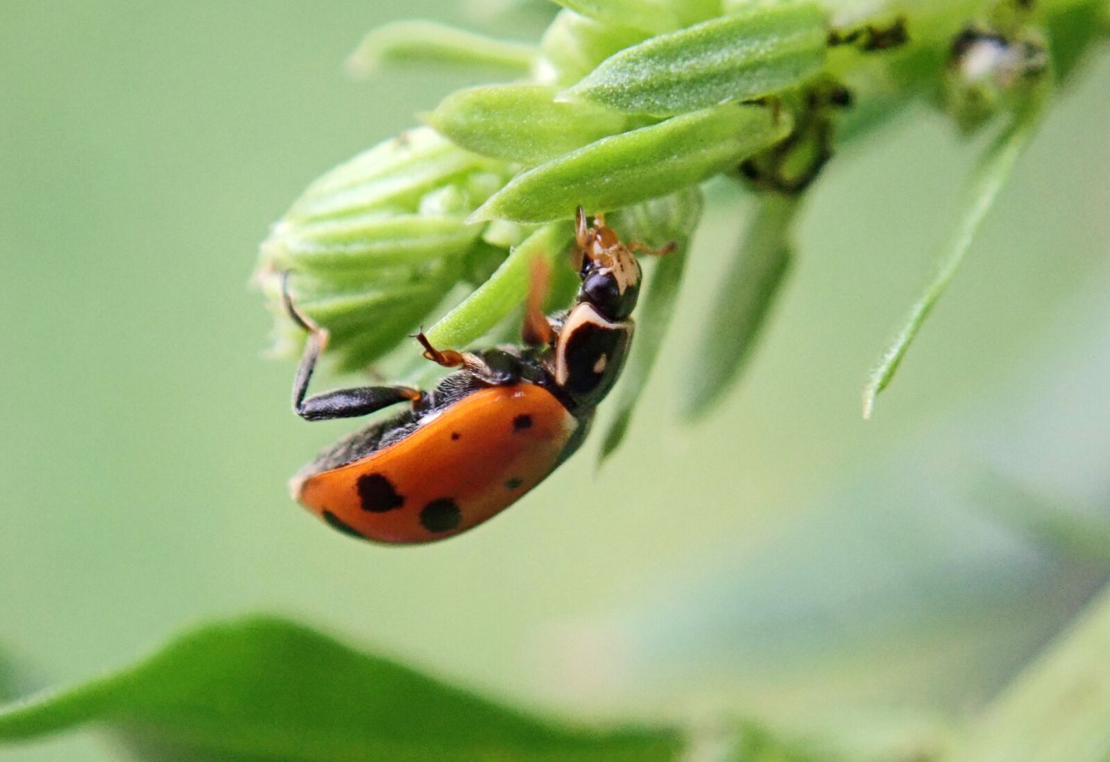 Olympus TG-5 sample photo. Insect, ladybug, beetle photography