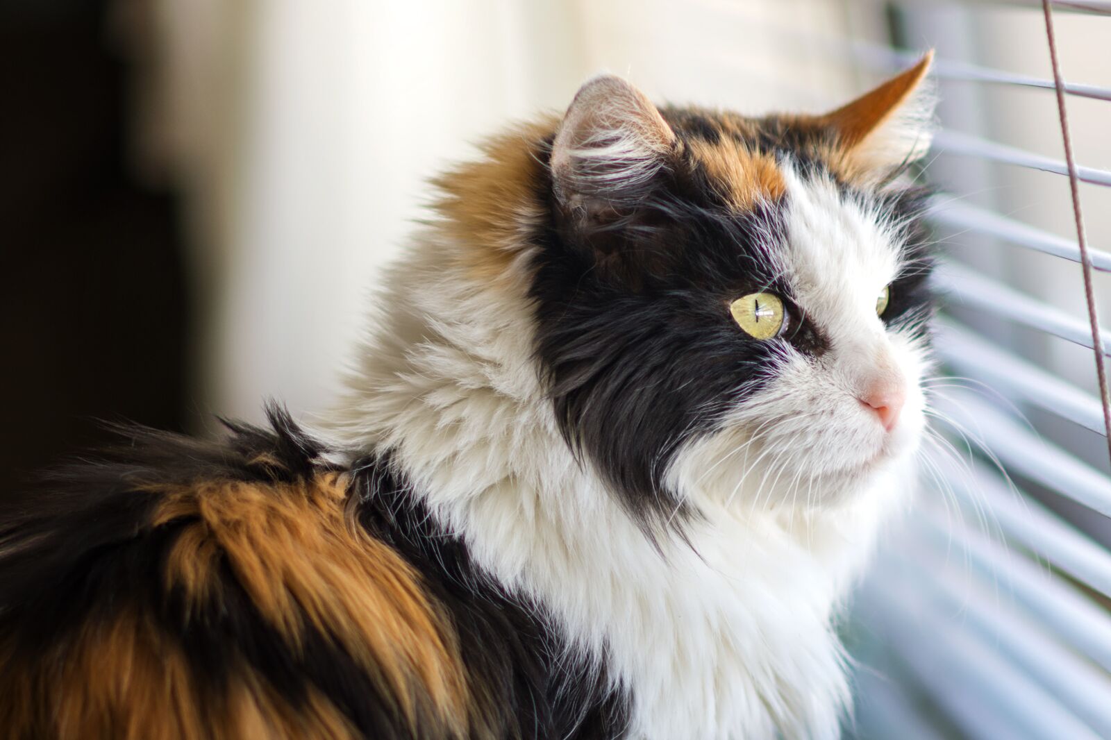 Nikon D7200 sample photo. Animal, portrait, mammal photography