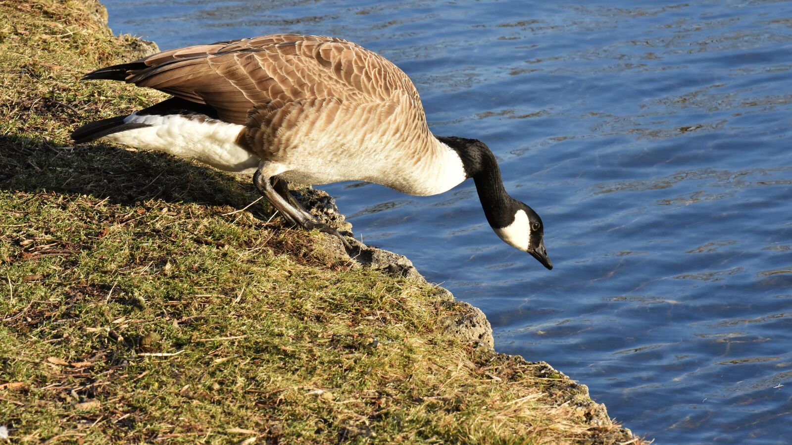 Nikon D7200 sample photo. Goose, bank, lake photography