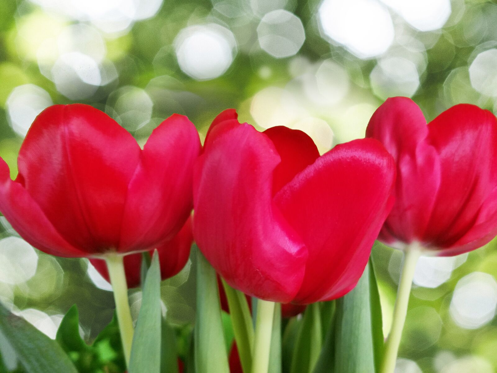 Samsung Galaxy S7 sample photo. Tulip, red, flowers photography