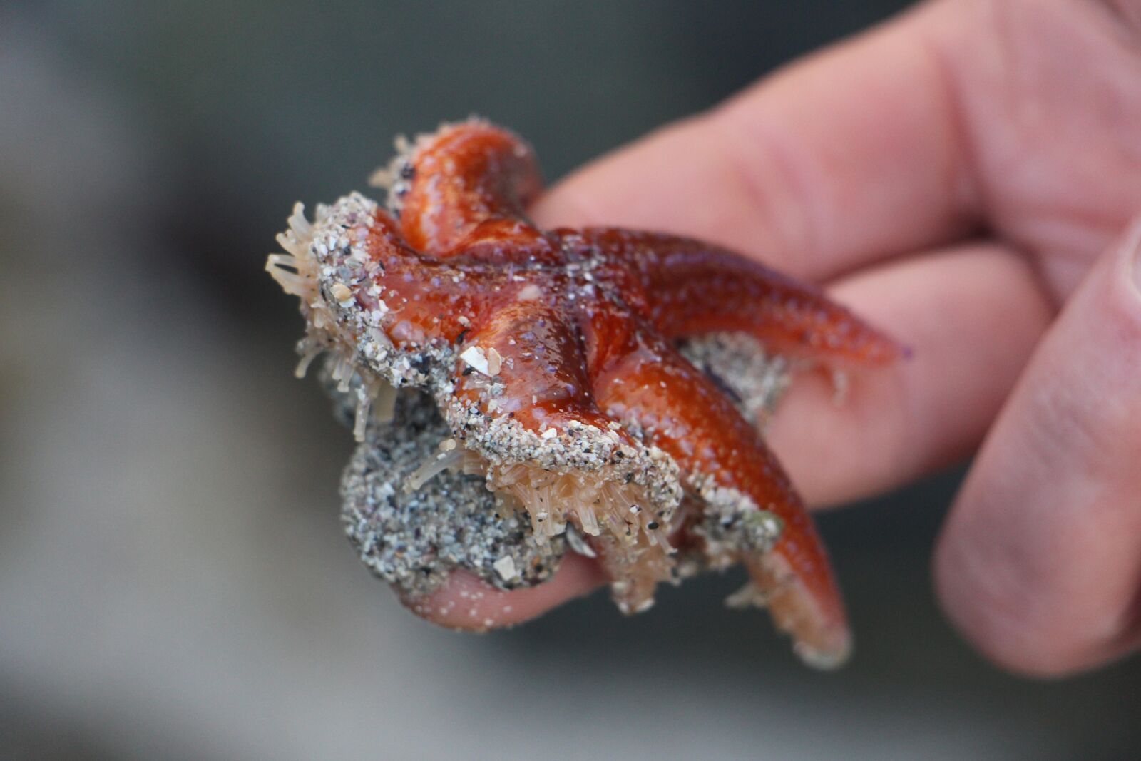 Canon EOS 700D (EOS Rebel T5i / EOS Kiss X7i) sample photo. Starfish, red, sea animal photography