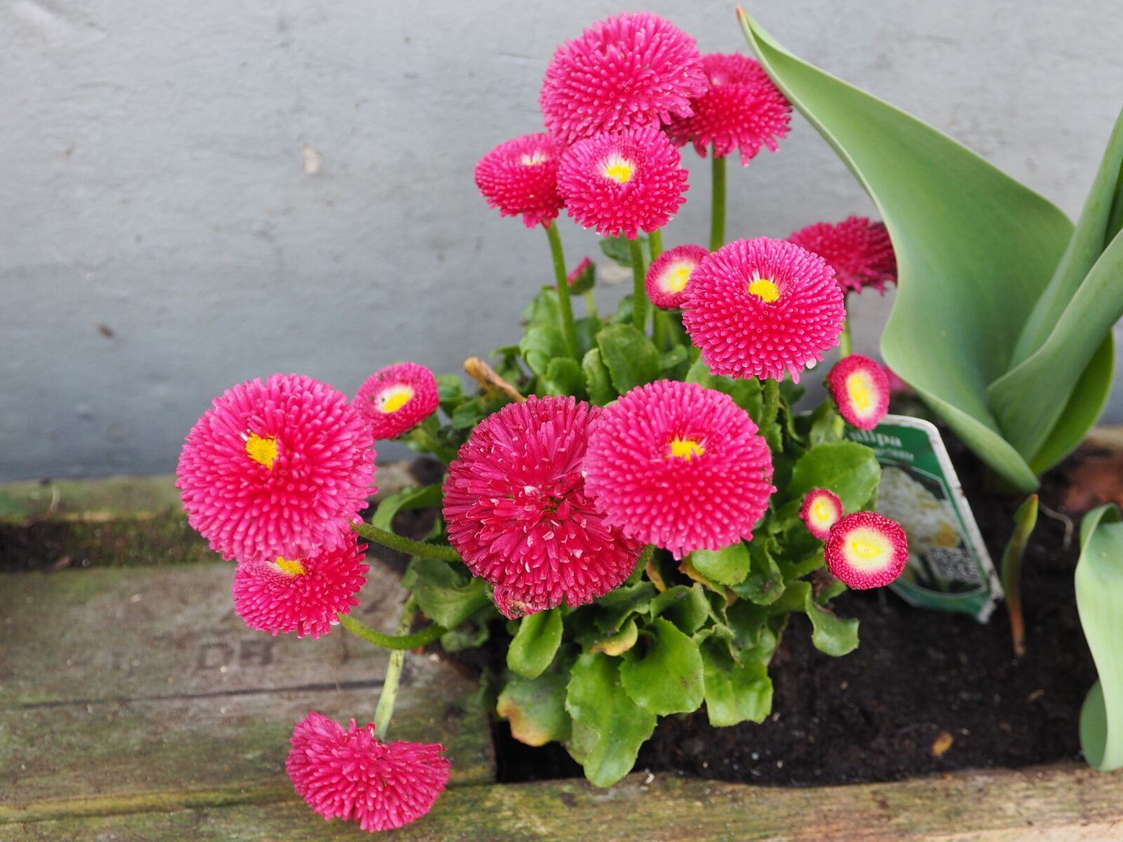 OLYMPUS M.12-50mm F3.5-6.3 sample photo. Spring flowers, pink, spring photography