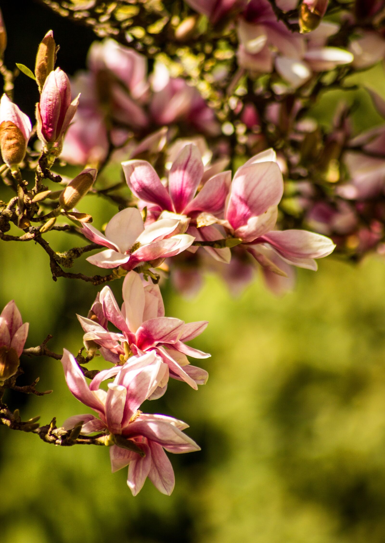 Canon EOS 600D (Rebel EOS T3i / EOS Kiss X5) sample photo. Magnolia, flower, blossom photography