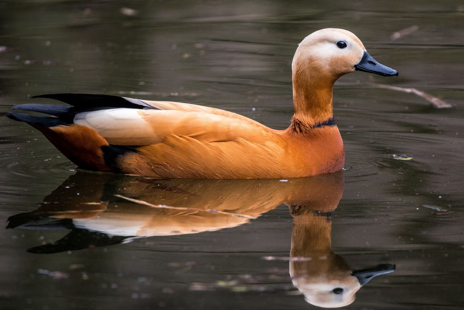 150-600mm F5-6.3 DG OS HSM | Contemporary 015 sample photo. Rust goose, tadorna ferruginea photography