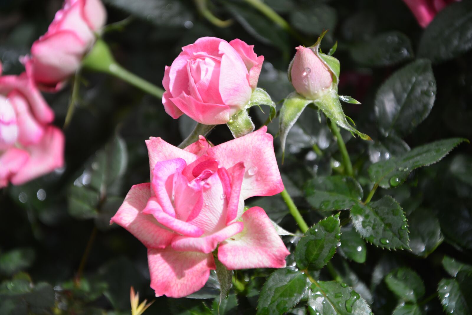 Nikon D5200 sample photo. Flower roses, rosebuds, flowers photography