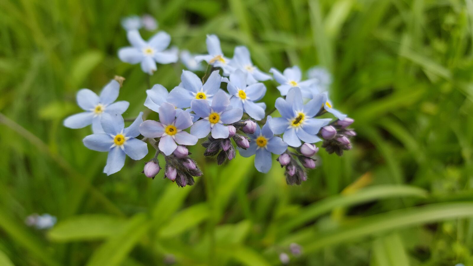 Samsung Galaxy S6 sample photo. Flower, blue, nature photography