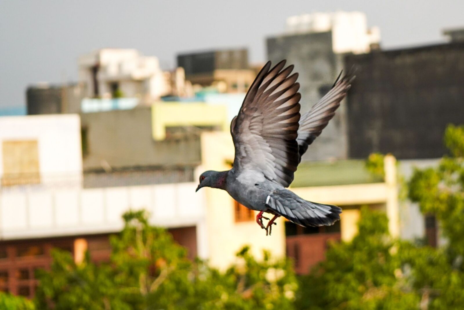 64MP SONY IMX682 LENS sample photo. Birds, flying, captures photography